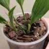 Stanhopea jenischiana - Image 2