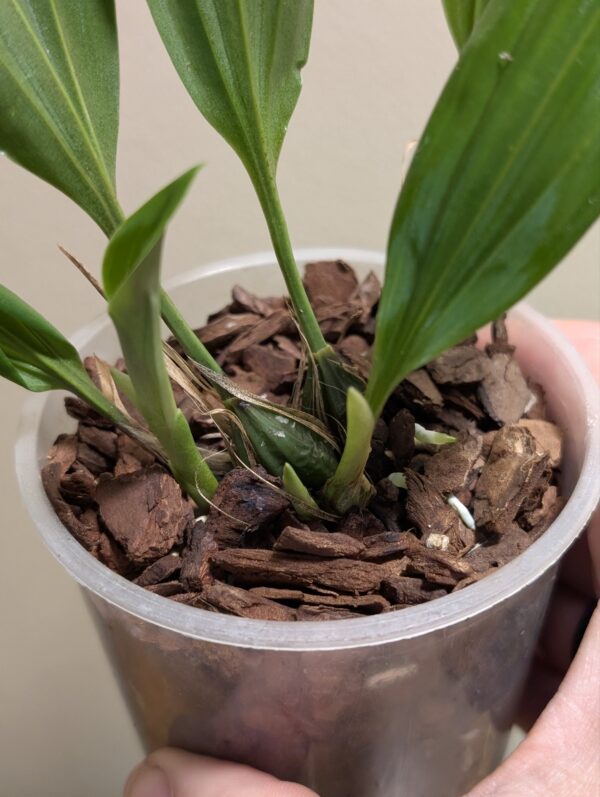 Stanhopea jenischiana - Image 2