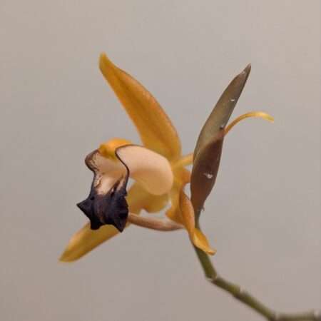 Coelogyne  ecarinata x speciosa