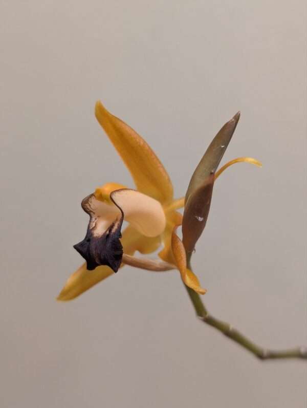 Coelogyne  ecarinata x speciosa