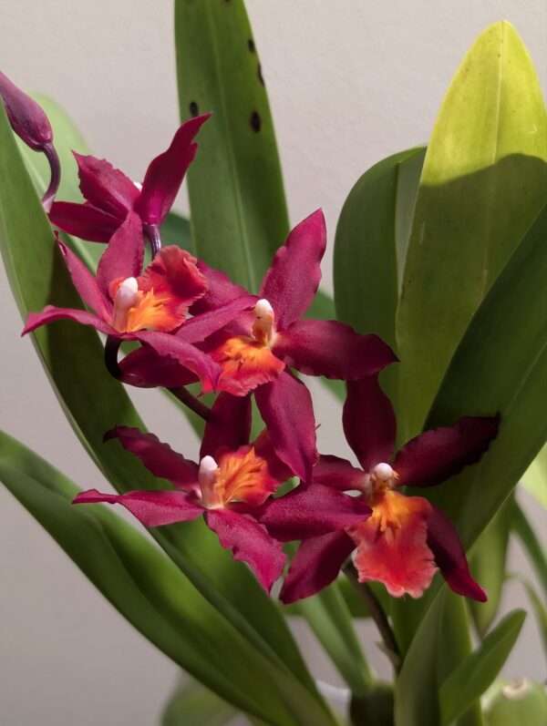 Oncidium Cheyenne - Image 2
