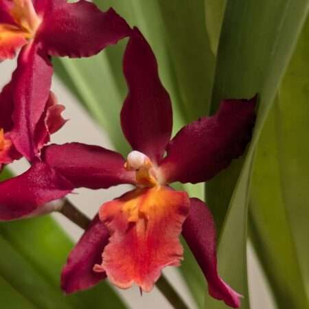 Oncidium Cheyenne