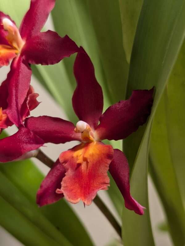 Oncidium Cheyenne