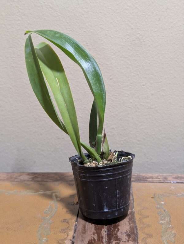 Macradenia multiflora - Image 2