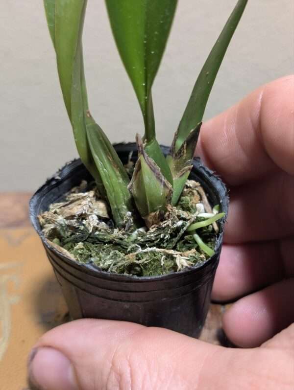 Macradenia multiflora - Image 4