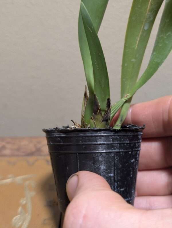 Macradenia multiflora - Image 3