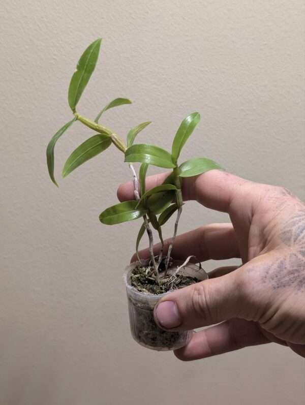 Dendrobium glomeratum - Image 3