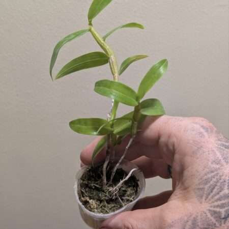 Dendrobium glomeratum