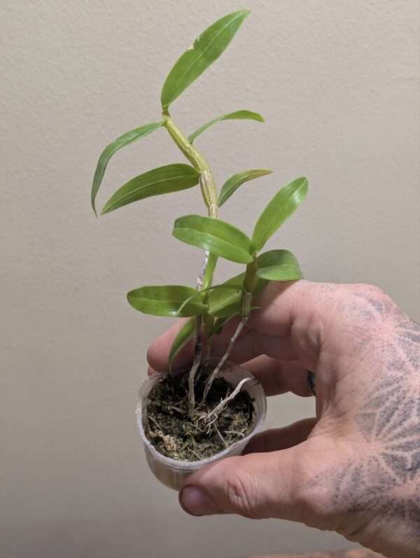 Dendrobium glomeratum