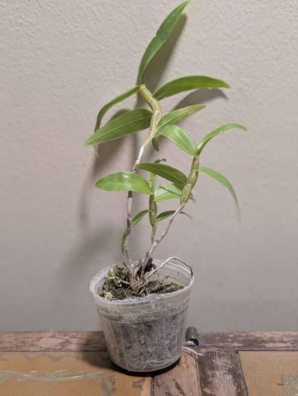Dendrobium glomeratum - Image 4