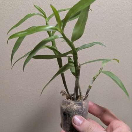 Dendrobium Rainbow Dance