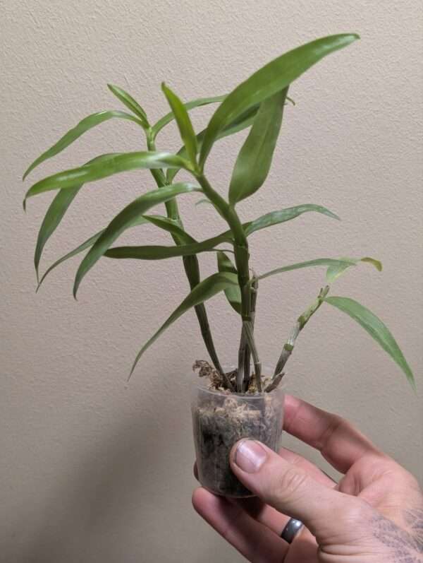Dendrobium Rainbow Dance