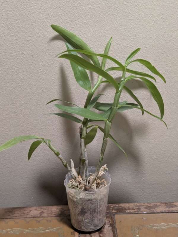 Dendrobium Rainbow Dance - Image 3