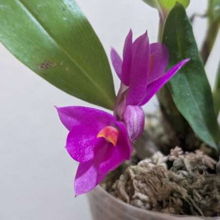 Dendrobium Baby Hibiki