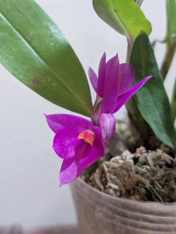 Dendrobium Baby Hibiki