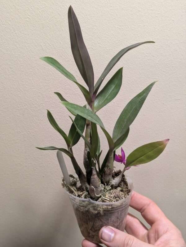 Dendrobium Baby Hibiki - Image 2