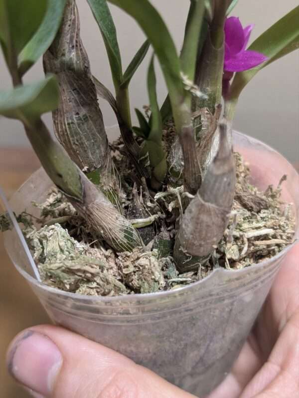Dendrobium Baby Hibiki - Image 4