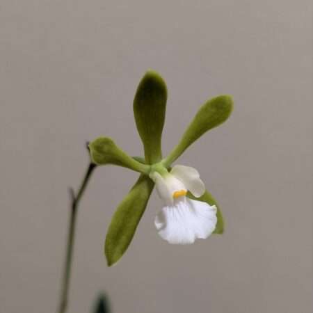 Encyclia tampensis alba