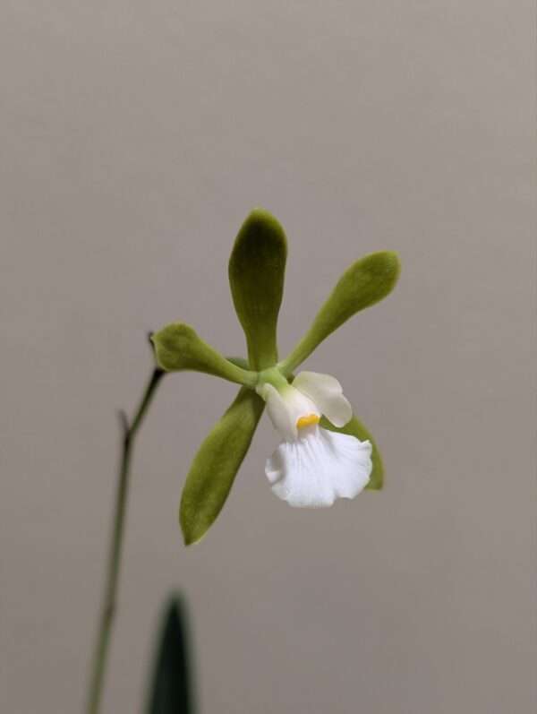 Encyclia tampensis alba