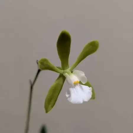 Encyclia
