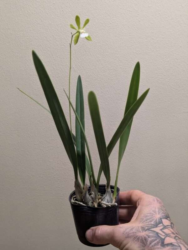 Encyclia tampensis alba - Image 2