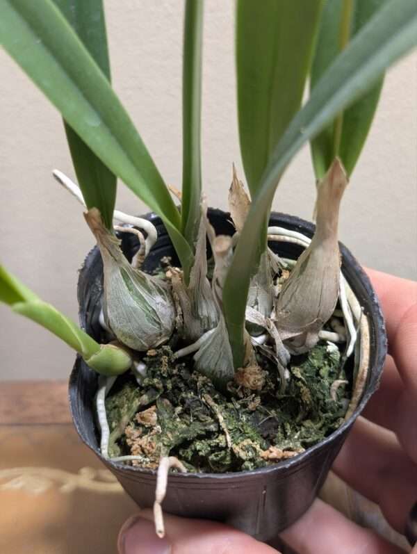 Encyclia tampensis alba - Image 3