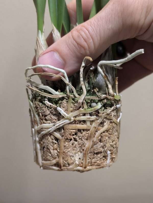 Encyclia tampensis alba - Image 4