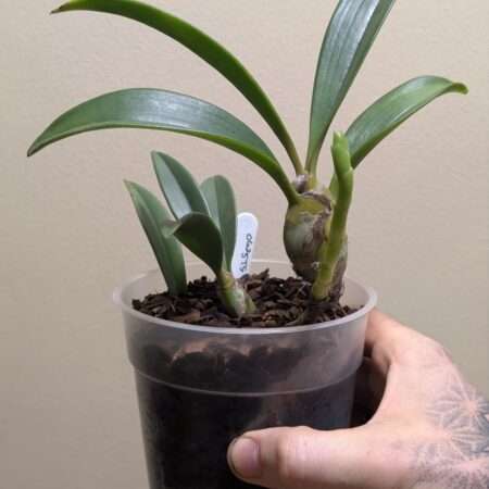 Dendrolirion (Eria) ornatum