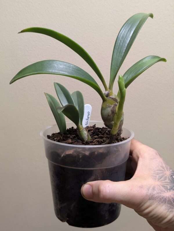 Dendrolirion (Eria) ornatum