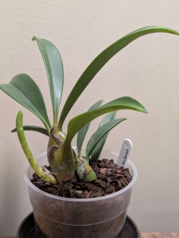 Dendrolirion (Eria) ornatum - Image 3