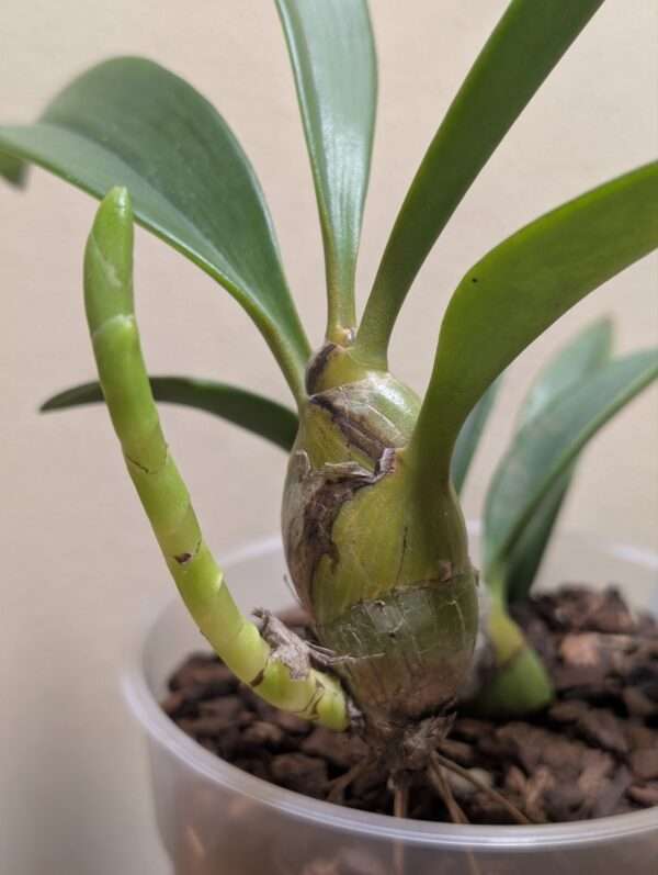 Dendrolirion (Eria) ornatum - Image 2