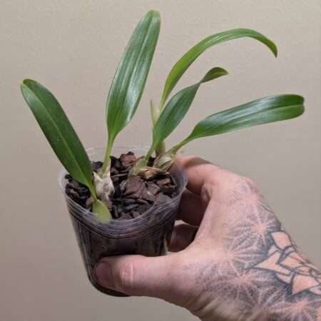 Bulbophyllum capitatum