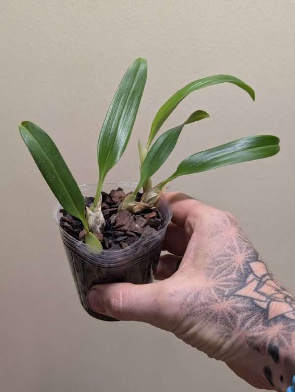 Bulbophyllum capitatum