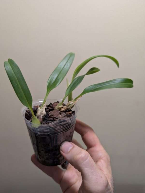 Bulbophyllum capitatum - Image 2