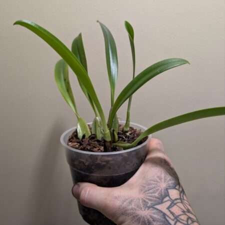 Bulbophyllum cocoinum