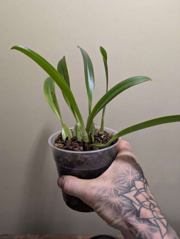 Bulbophyllum cocoinum