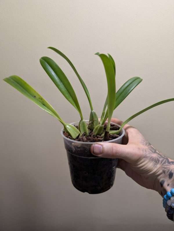 Bulbophyllum cocoinum - Image 2