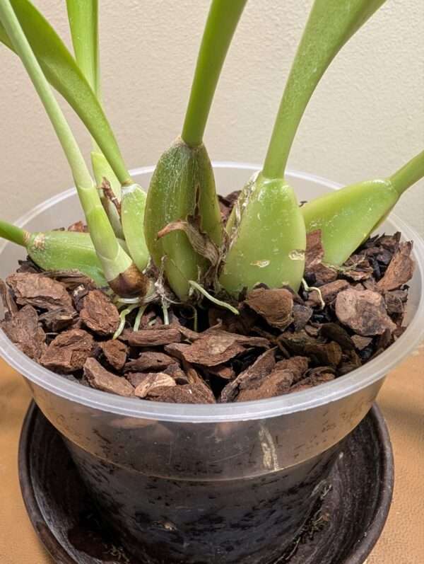 Bulbophyllum cocoinum - Image 3