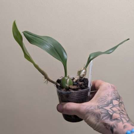 Bulbophyllum smitinandii
