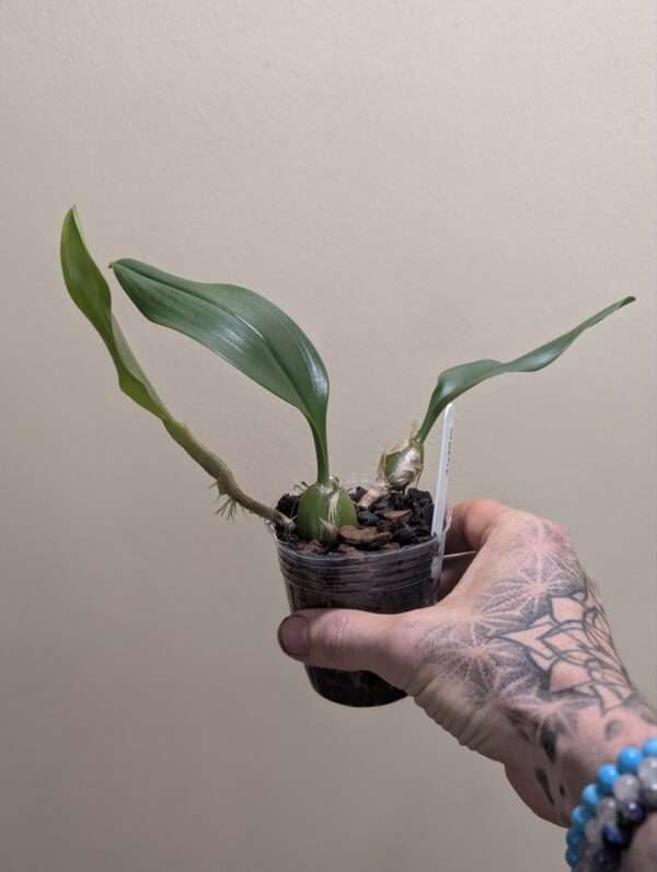Bulbophyllum smitinandii