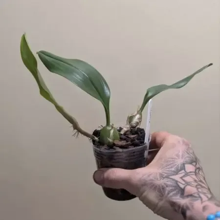 Bulbophyllum smitinandii