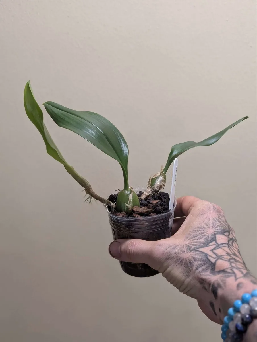 Bulbophyllum smitinandii
