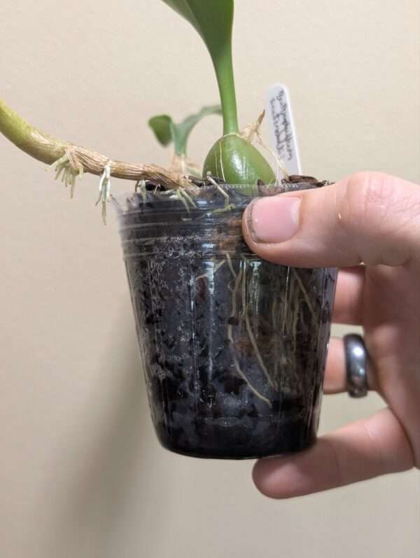 Bulbophyllum smitinandii - Image 3