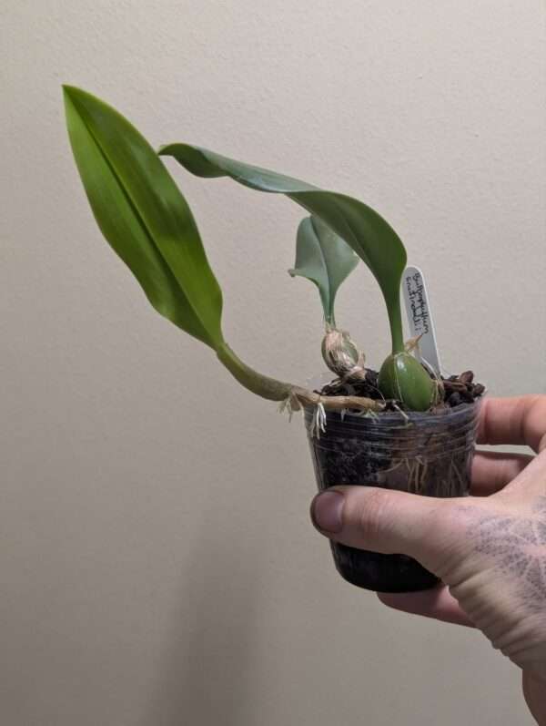 Bulbophyllum smitinandii - Image 2