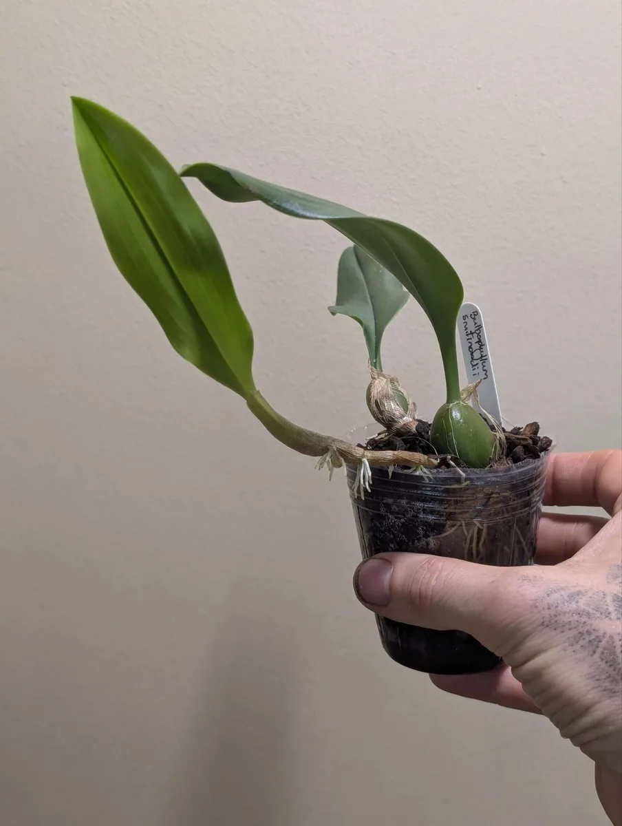 Bulbophyllum smitinandii - Image 2