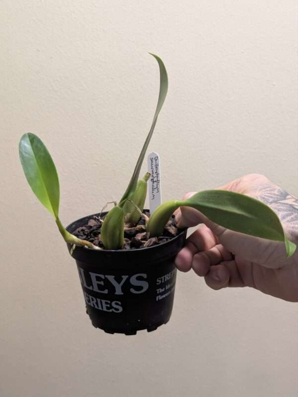 Bulbophyllum saurocephalum - Image 2