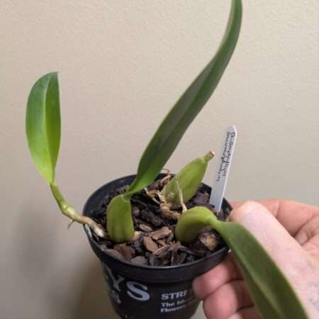 Bulbophyllum saurocephalum