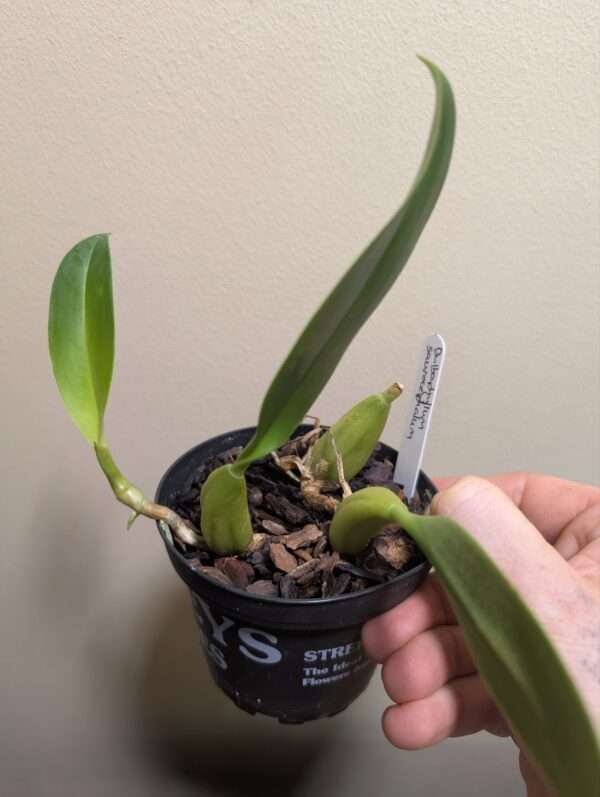 Bulbophyllum saurocephalum