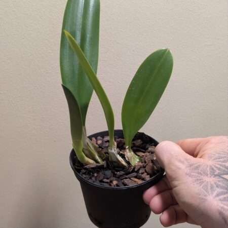 Bulbophyllum schinzianum