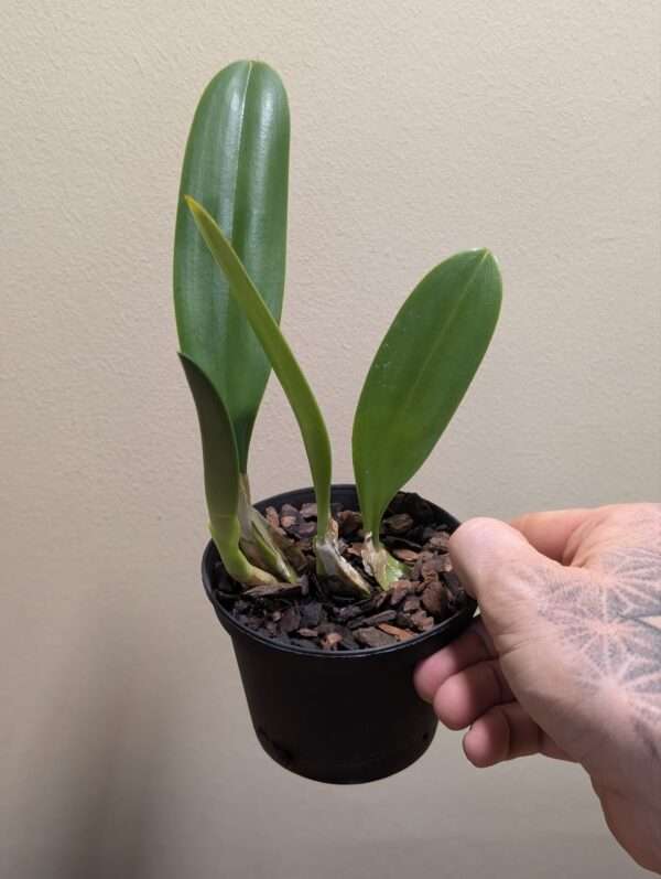 Bulbophyllum schinzianum